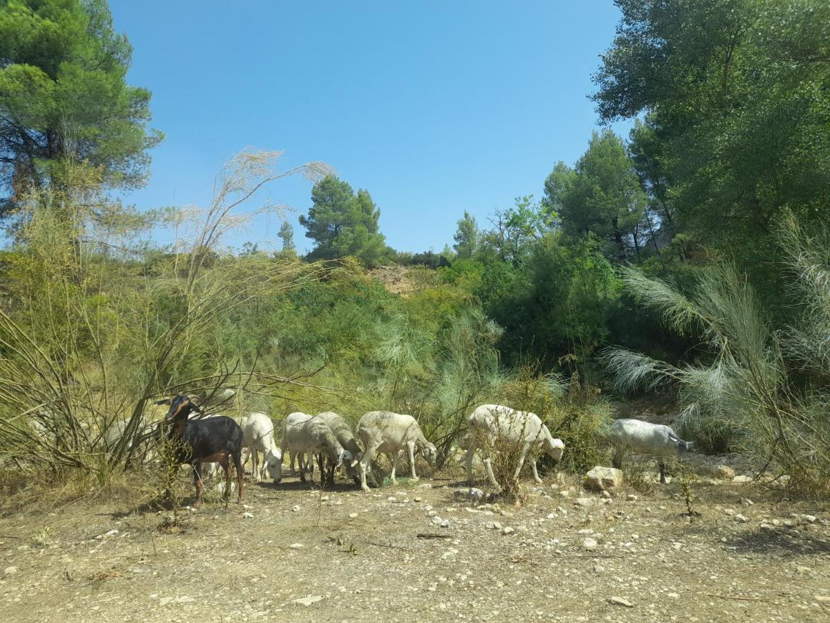 Casa Rural Del Saz Йесте Экстерьер фото